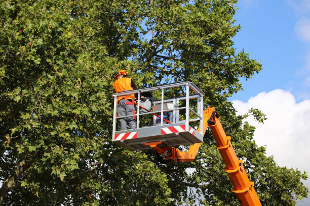 Best Root Management and Removal  in Broadway, VA